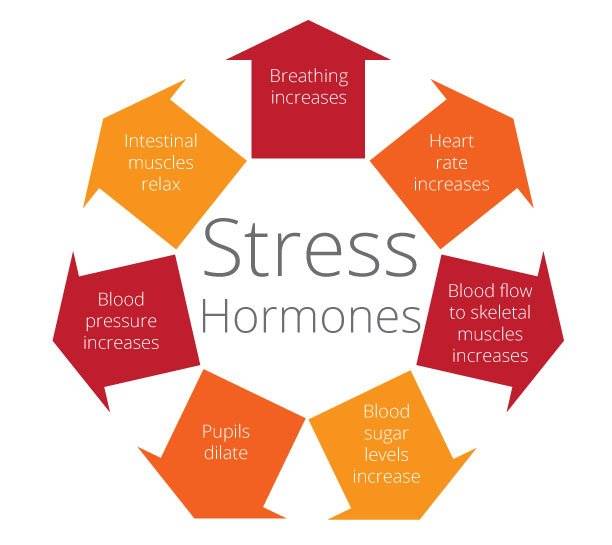 Stress-Hormones