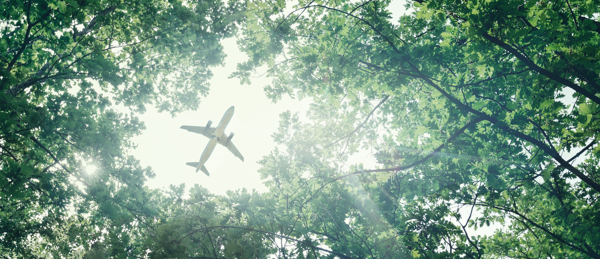 How To Offset The Carbon Footprint Of Your Flights