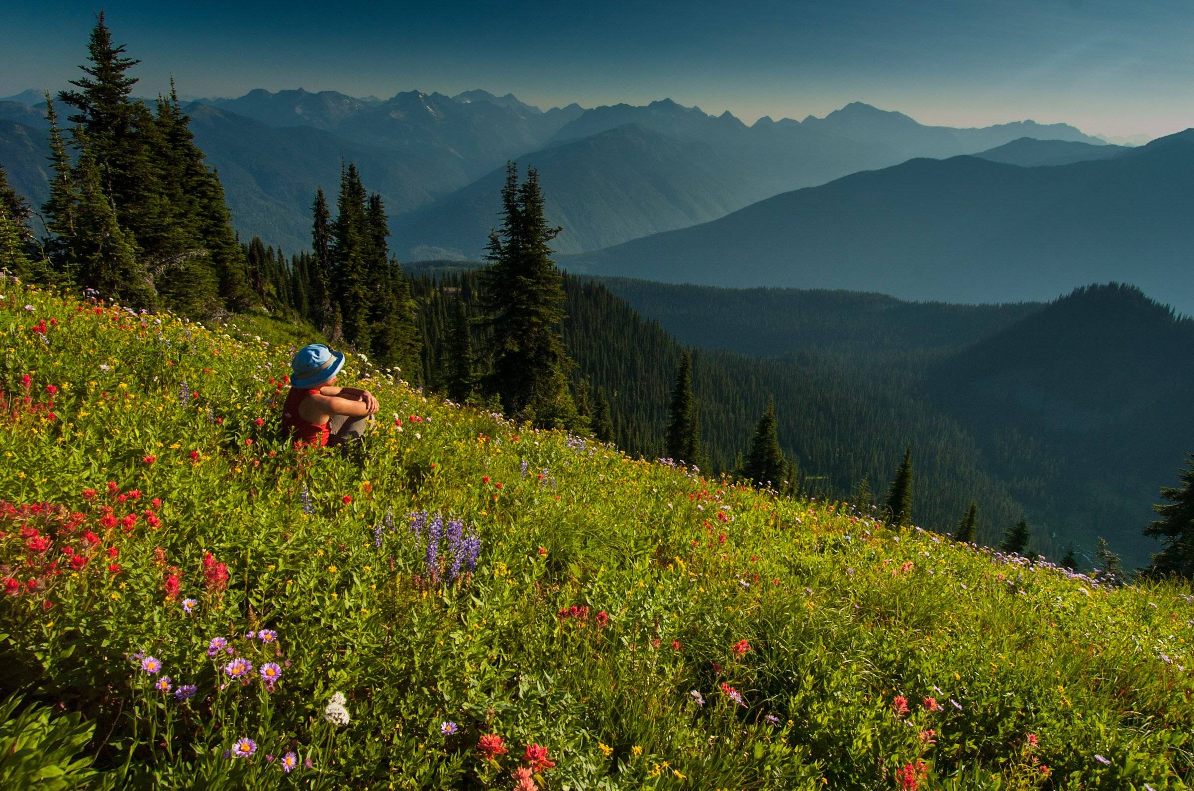 Woman hiker in a field of wild flowers